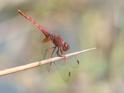 J15B0384 Trithemis annulata imm